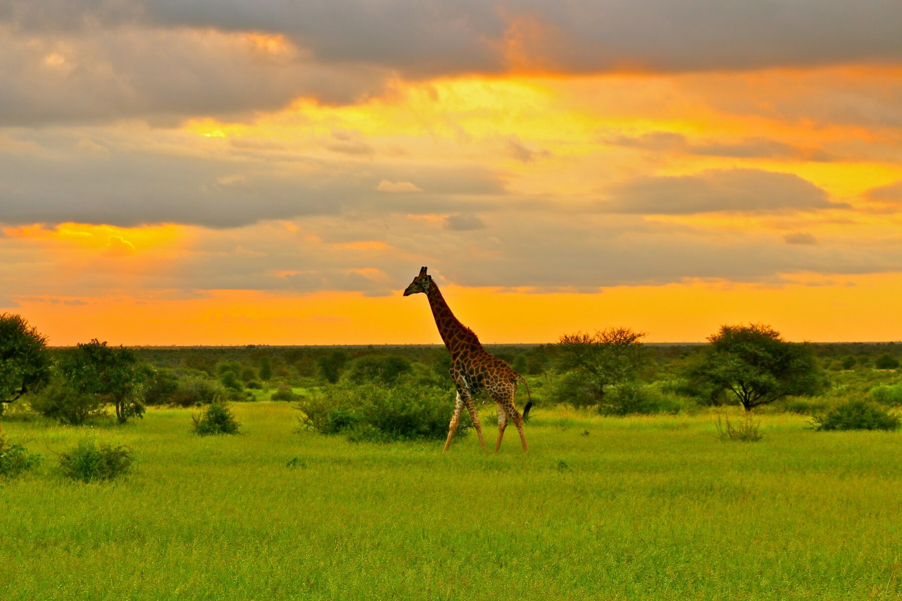 giraffe kenya sunset