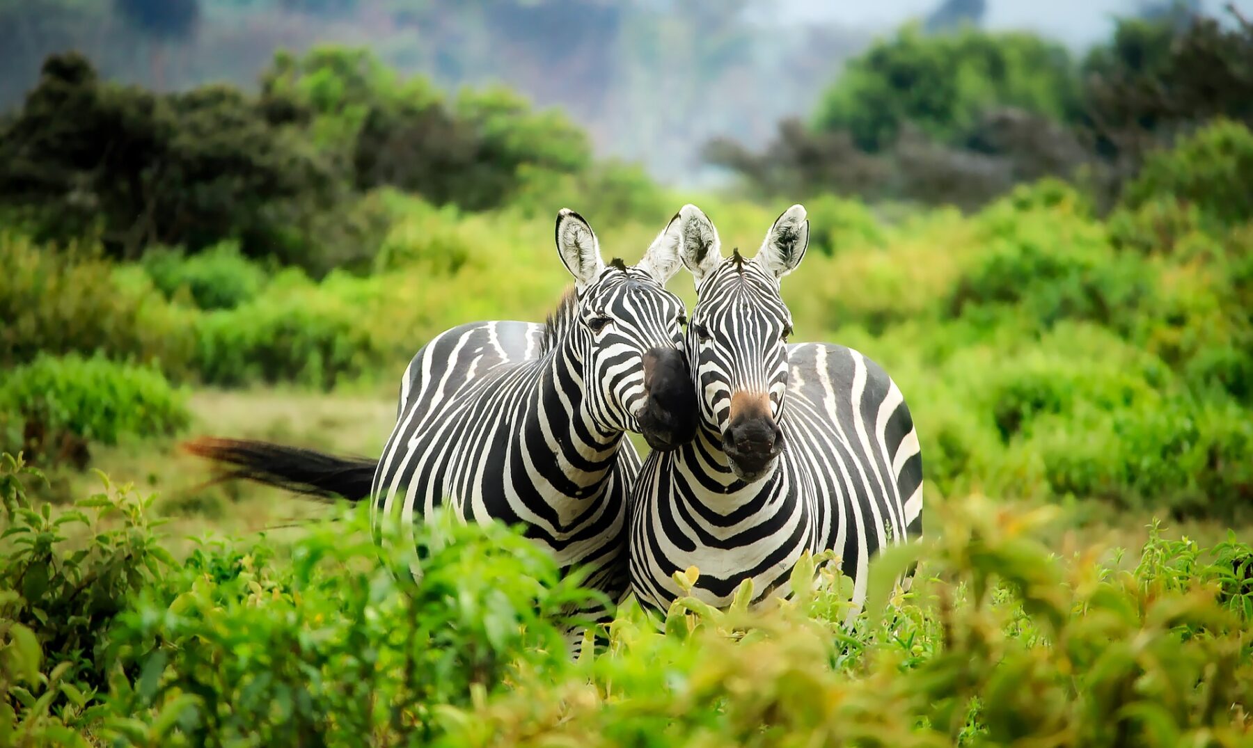 zebras kenya