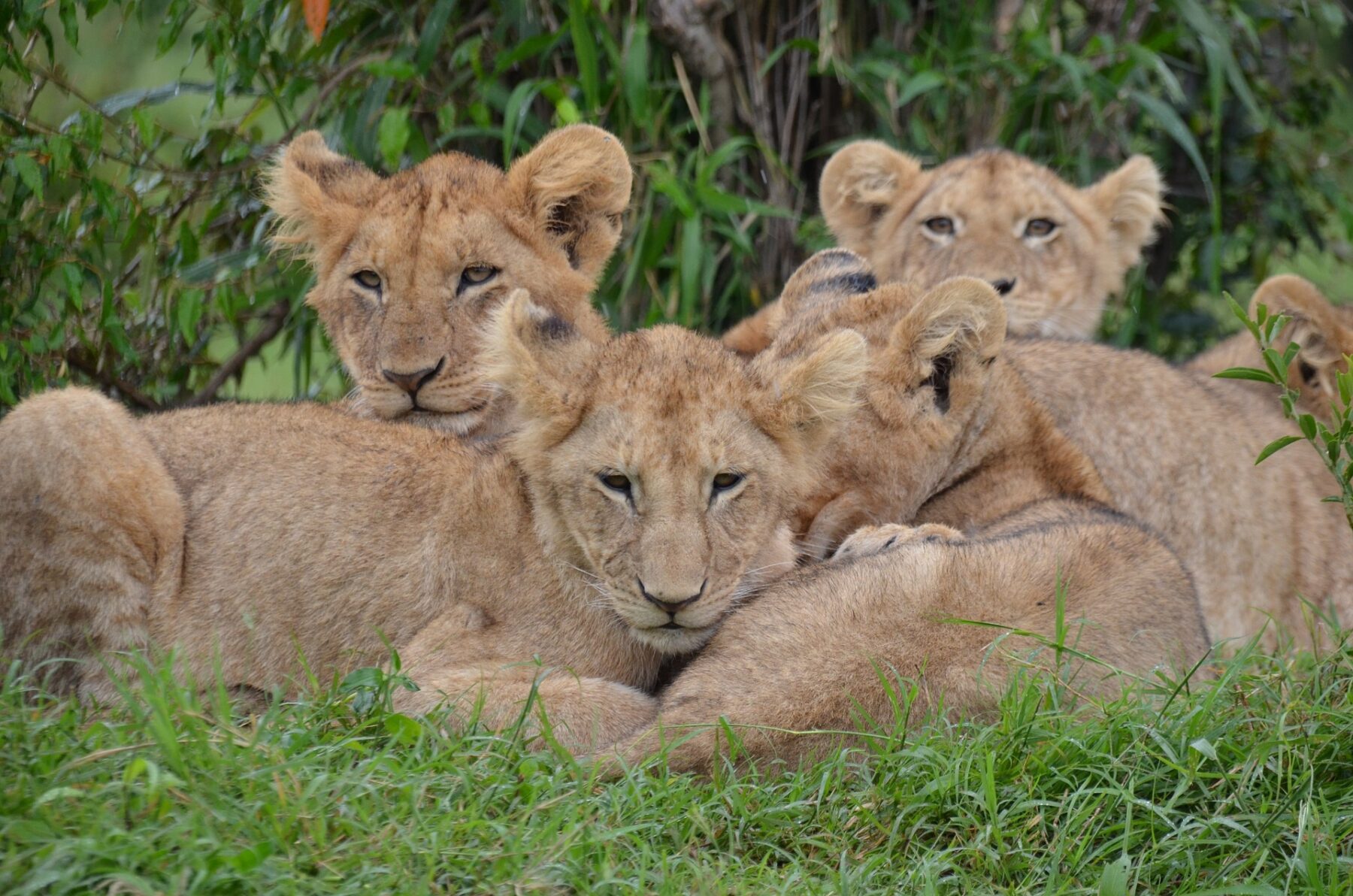 lion cubs kenya