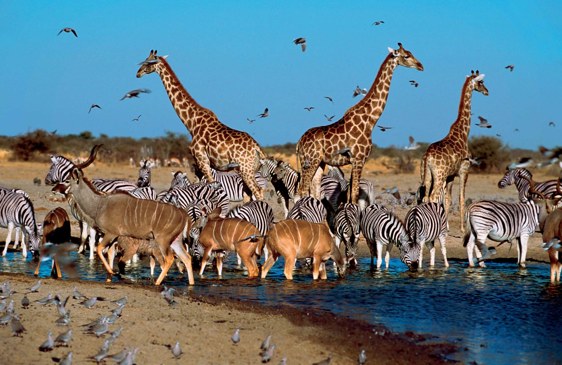 the mikado grand safari